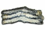 Mammoth Molar Slice With Case - South Carolina #377784-1